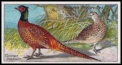 17 Common Pheasant